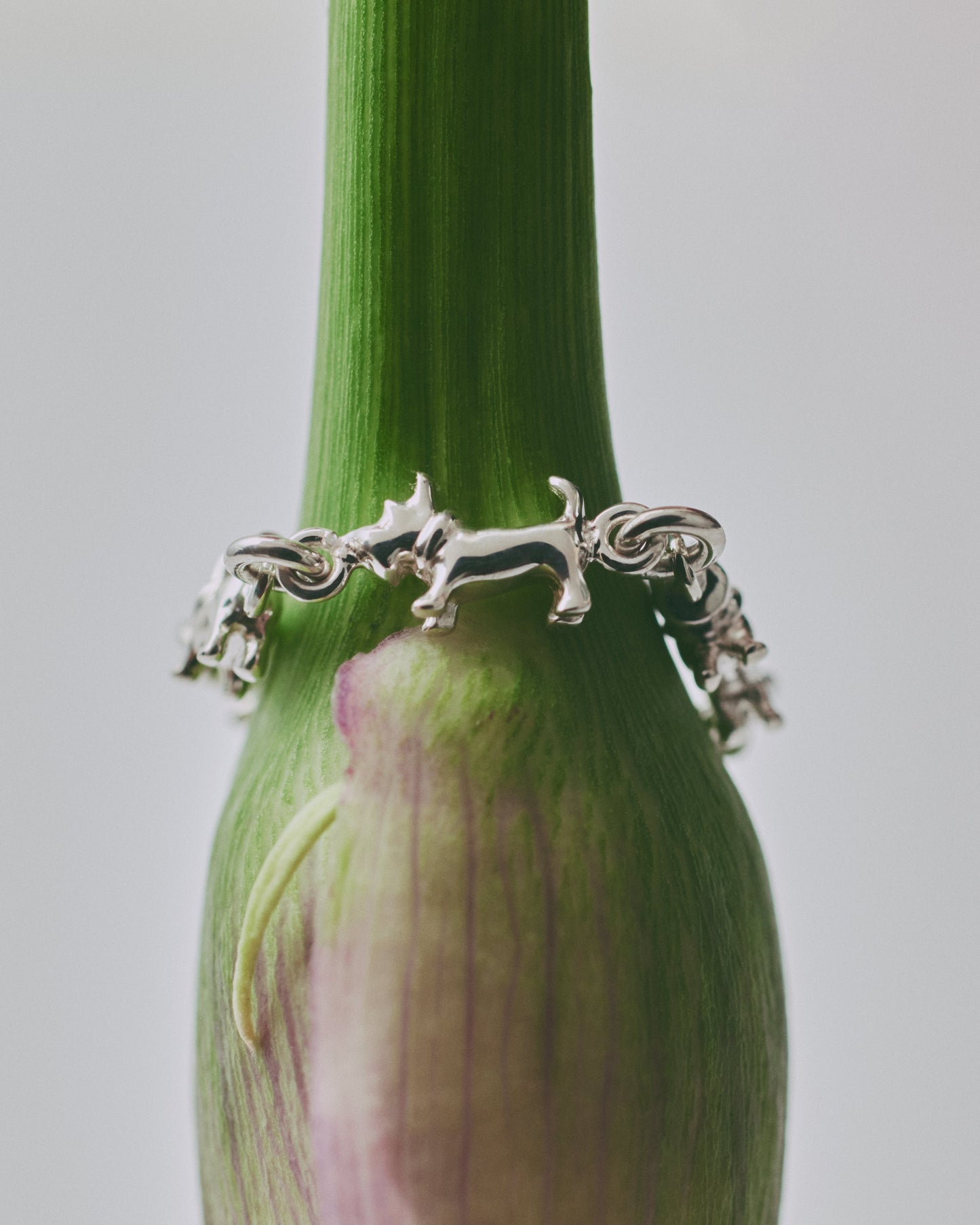 schnauzer chain ring