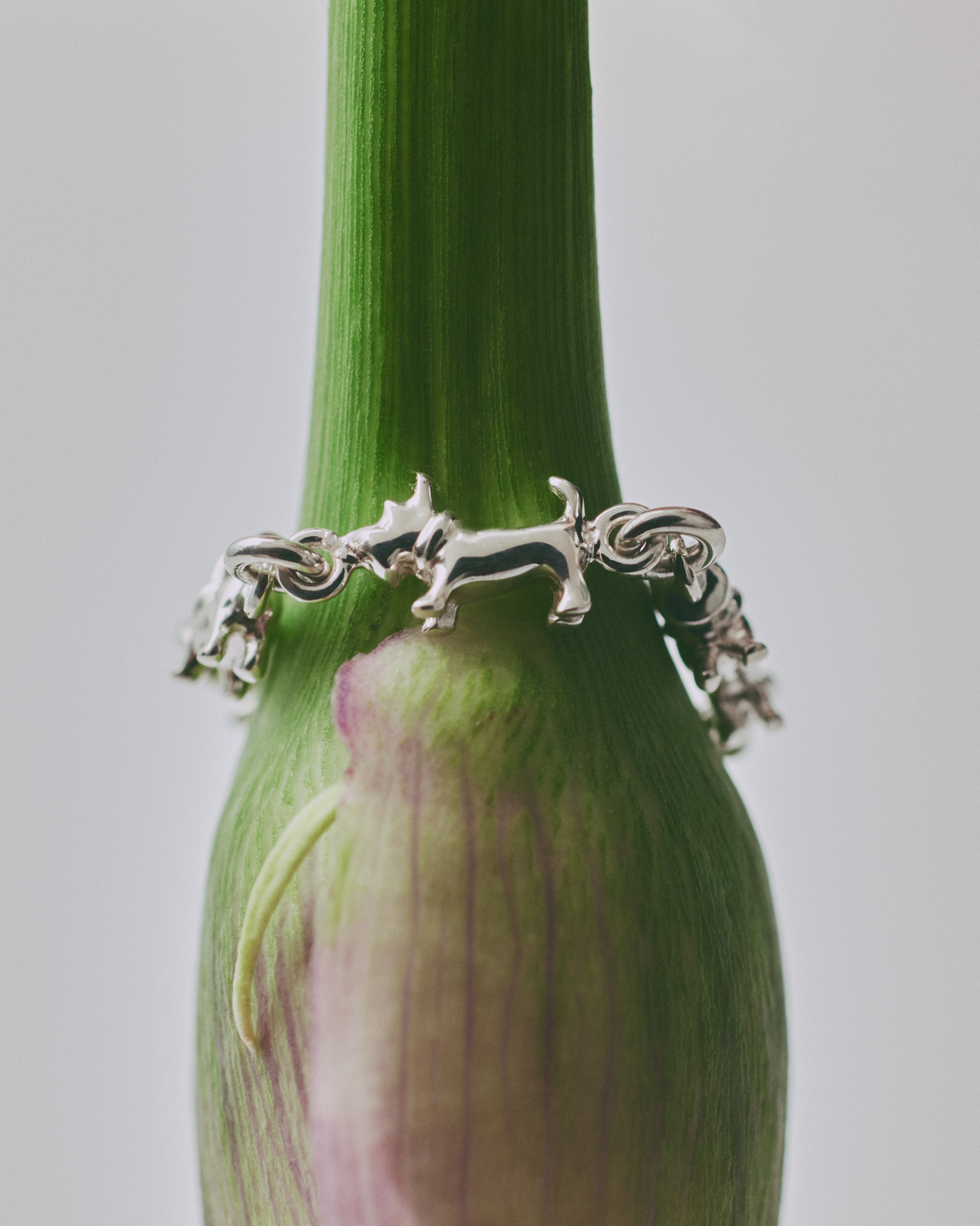 schnauzer chain ring